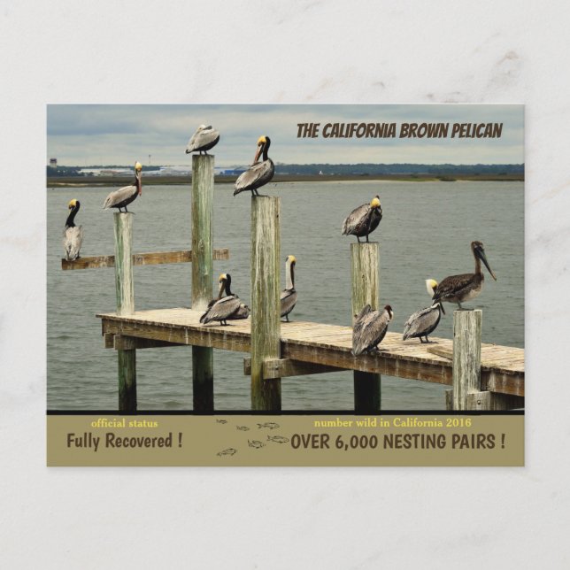 Cartes Pour Fêtes Annuelles La Californie Brown Pelican - (Devant)