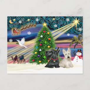 Cartes Pour Fêtes Annuelles La magie de Noël avec des terriers écossais (deux)
