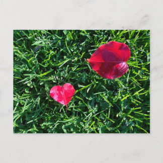 Cartes Pour Fêtes Annuelles La Saint-Valentin de la nature : feuille rouge en