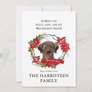 Cartes Pour Fêtes Annuelles Labrador Retriever chocolat Poinsettia Noël