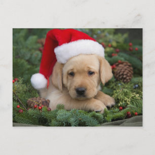 Cartes Pour Fêtes Annuelles Labrador Retriever Puppy Avec Santa Hat