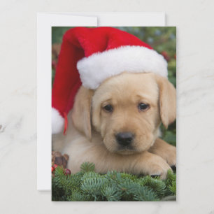 Cartes Pour Fêtes Annuelles Labrador Retriever Puppy Avec Santa Hat