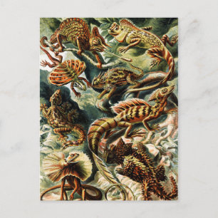 Cartes Pour Fêtes Annuelles Lacertilia Lizards par Ernst Haeckel