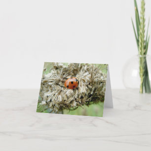 Cartes Pour Fêtes Annuelles Ladybug on Queen Anne's Lace