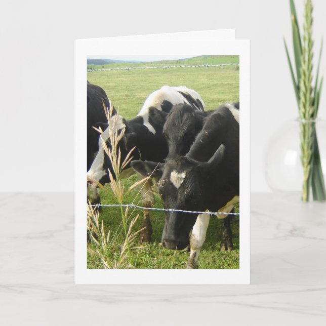 Cartes Pour Fêtes Annuelles L'amour de la vache (Devant)