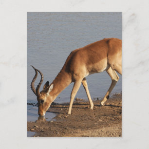 Cartes Pour Fêtes Annuelles L'antilope d'Impala en train de boire à la photo d