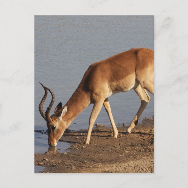 Cartes Pour Fêtes Annuelles L'antilope d'Impala en train de boire à la photo d (Devant)