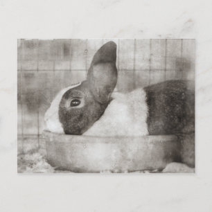 Cartes Pour Fêtes Annuelles Lapin assis dans un bol Retro Pâques