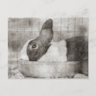 Cartes Pour Fêtes Annuelles Lapin assis dans un bol Retro Pâques