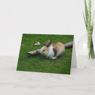 Cartes Pour Fêtes Annuelles Lapin bébé doux