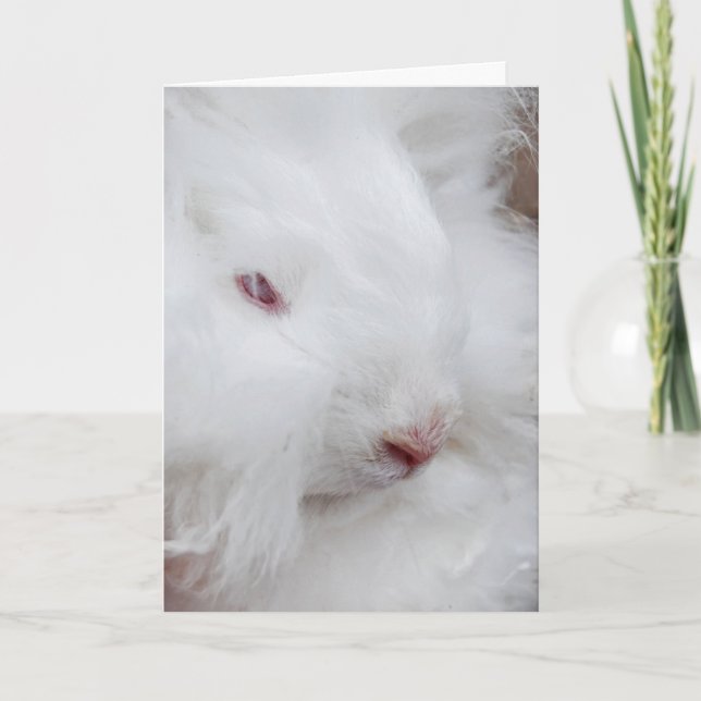 Cartes Pour Fêtes Annuelles Lapin blanc de Pâques (Devant)
