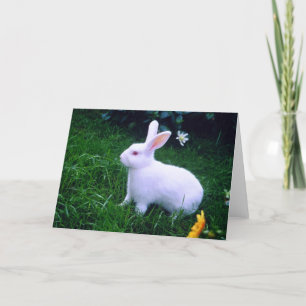 Cartes Pour Fêtes Annuelles Lapin bunny blanc comme neige