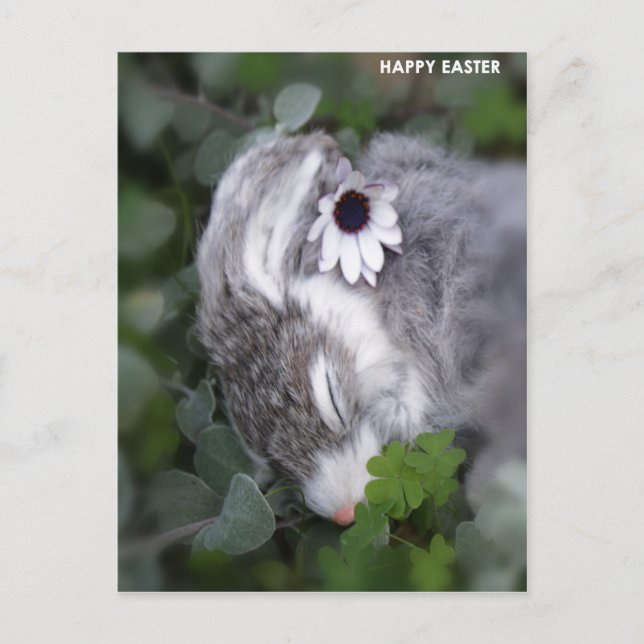 Cartes Pour Fêtes Annuelles Lapin de Pâques (Devant)
