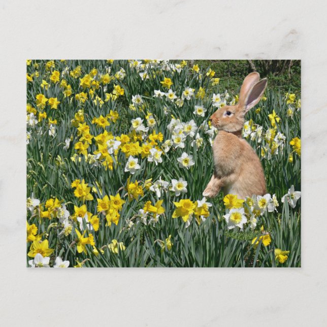 Cartes Pour Fêtes Annuelles Lapin de Pâques (Devant)