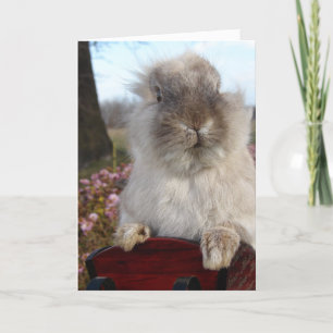 Cartes Pour Fêtes Annuelles Lapin en tête de lion à Sleigh, Noël