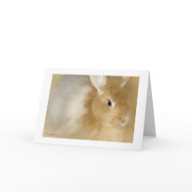 Lapin lapin (Caramel)