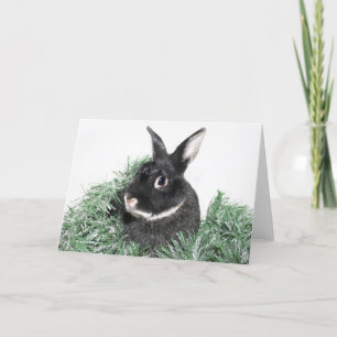Cartes Pour Fêtes Annuelles Lapin lapin lapin Noël
