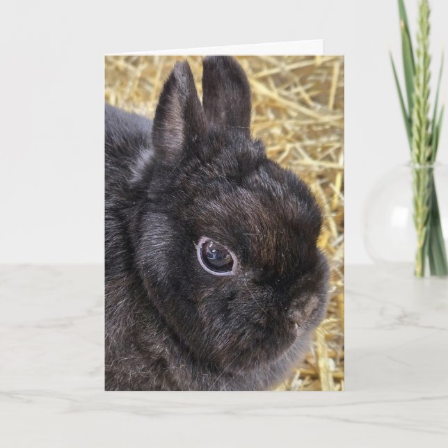 Cartes Pour Fêtes Annuelles Lapin nain noir de Pâques Pays-Bas (Devant)