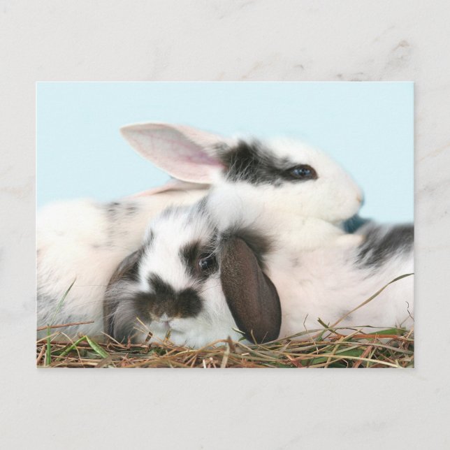 Cartes Pour Fêtes Annuelles lapins de Pâques (Devant)