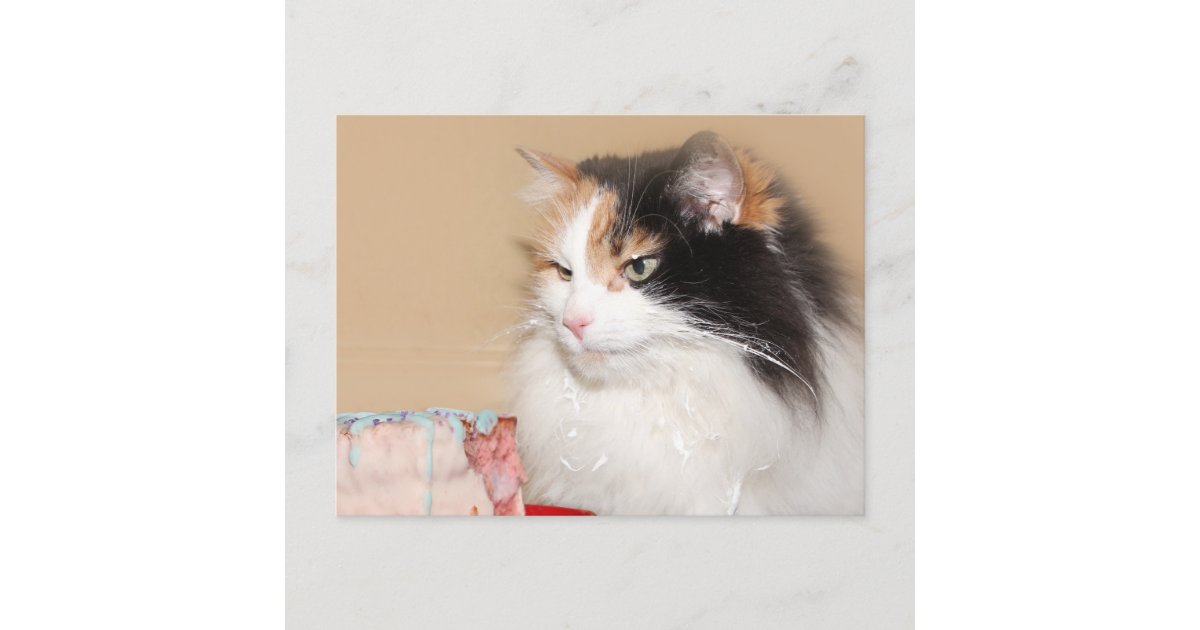 Cartes Pour Fetes Annuelles Le Chat De Calicot Mange Le Gateau D Anniversaire Zazzle Fr