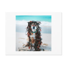 Le chien avec de l'algue dans ses cheveux