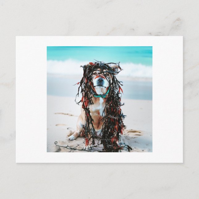Cartes Pour Fêtes Annuelles Le chien avec de l'algue dans ses cheveux (Devant)