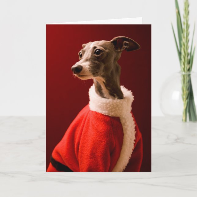 Cartes Pour Fêtes Annuelles Le chien porte les vêtements du Père Noël (Devant)