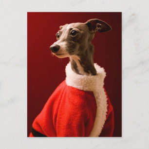 Cartes Pour Fêtes Annuelles Le chien porte les vêtements du Père Noël