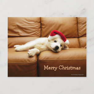 Cartes Pour Fêtes Annuelles Le chiot porte un casquette de noël et est allongé