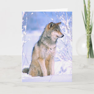 Cartes Pour Fêtes Annuelles Le loup de bois assis dans la neige