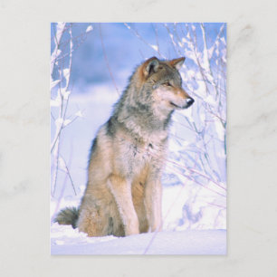 Cartes Pour Fêtes Annuelles Le loup de bois assis dans la neige