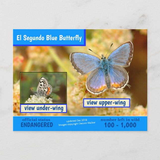 Cartes Pour Fêtes Annuelles Le papillon bleu El Segundo est en danger (Devant)