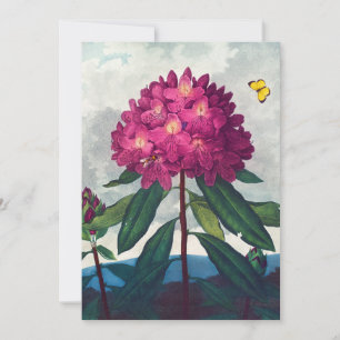 Cartes Pour Fêtes Annuelles Le Rhododendron Pontique, Imprimerie Antique
