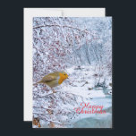 Cartes Pour Fêtes Annuelles Le Robin<br><div class="desc">Robin en scène hivernale pour la carte de Noël</div>