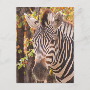 Cartes Pour Fêtes Annuelles Le zèbre de Burchell en Afrique avec des rayures e