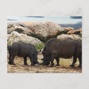 Cartes Pour Fêtes Annuelles Leçon de vie de rhinocéros bébé,