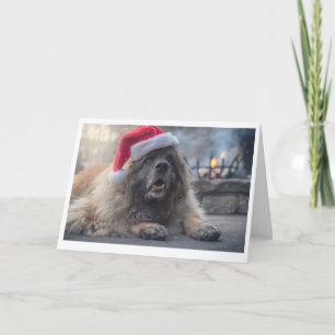 Cartes Pour Fêtes Annuelles Leonberger Père Noël
