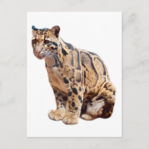 Cartes Pour Fêtes Annuelles léopard obscurci photo jungle gros animal de chat