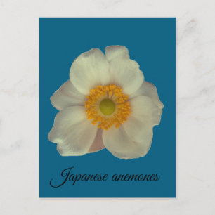 Cartes Pour Fêtes Annuelles Les anémones japonaises fleurissent
