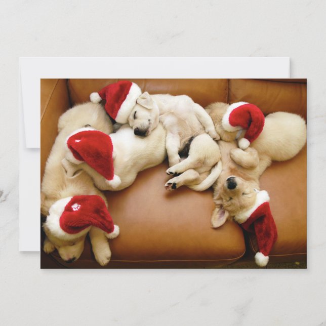 Cartes Pour Fêtes Annuelles Les jours de Noël des chiens (Devant)