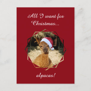Cartes Pour Fêtes Annuelles Les postcards d'Alpaca