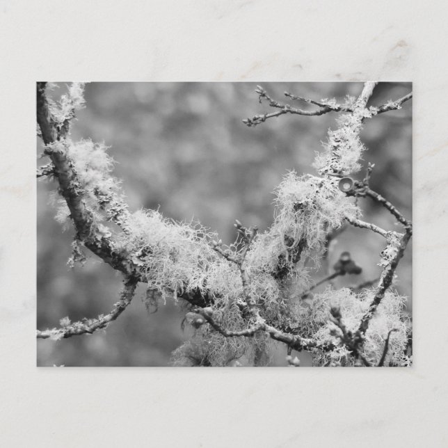 Cartes Pour Fêtes Annuelles Lichen Magnet (Devant)