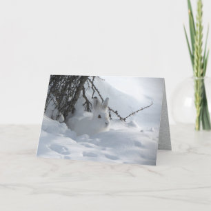Cartes Pour Fêtes Annuelles Lièvre à Varech sous un Buisson dans la Neige