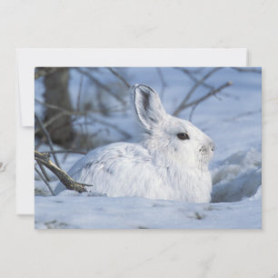 Cartes Pour Fêtes Annuelles Lièvre de raquette reposant dans la neige
