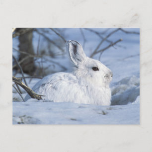 Cartes Pour Fêtes Annuelles Lièvre de raquette reposant dans la neige