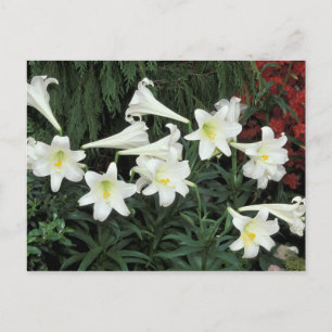 Cartes Pour Fêtes Annuelles Lily de Pâques (Lilium regale)