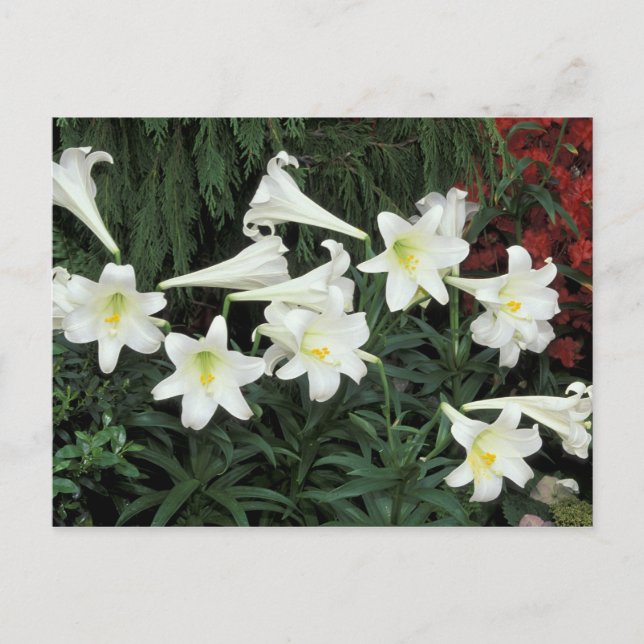 Cartes Pour Fêtes Annuelles Lily de Pâques (Lilium regale) (Devant)