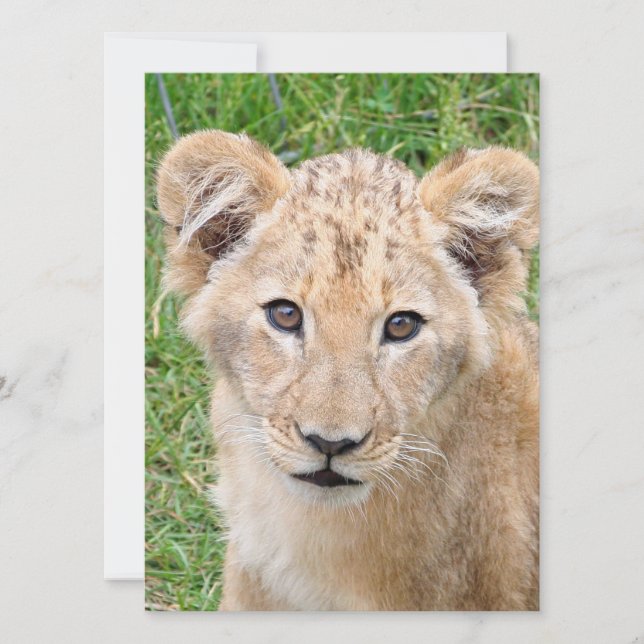 Cartes Pour Fêtes Annuelles Lion (Devant)