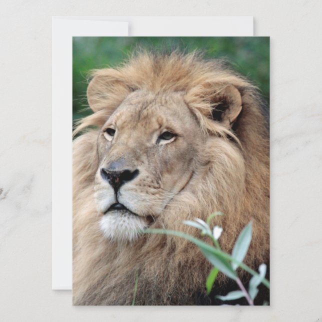 Cartes Pour Fêtes Annuelles Lion 021 (Devant)