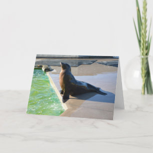 Cartes Pour Fêtes Annuelles Lion de mer californien